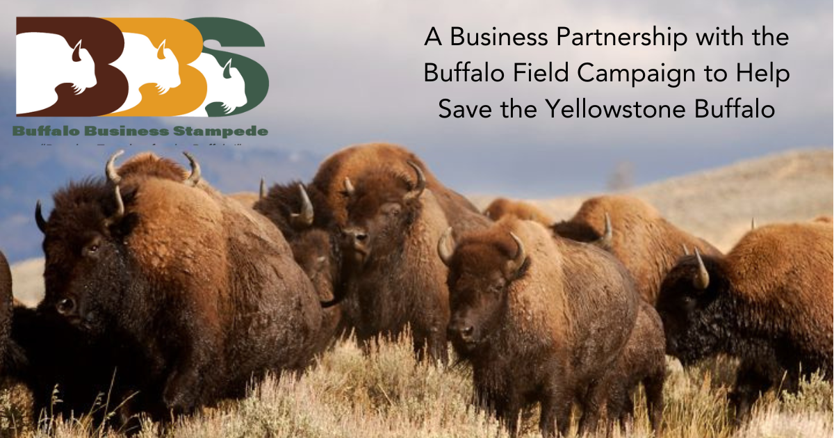 bfc buffalo business stampede logo