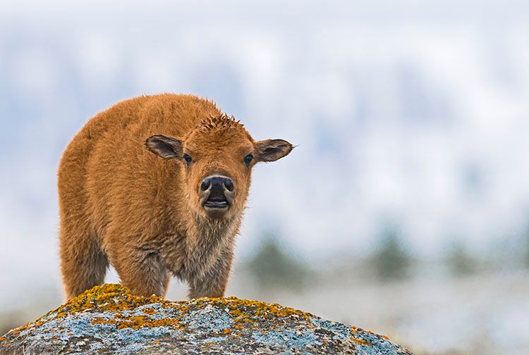 A bison calf (Bison bison) stands by a rock covered in lichens on a cloudy morning in Yellowstone National Park, Wyoming.
