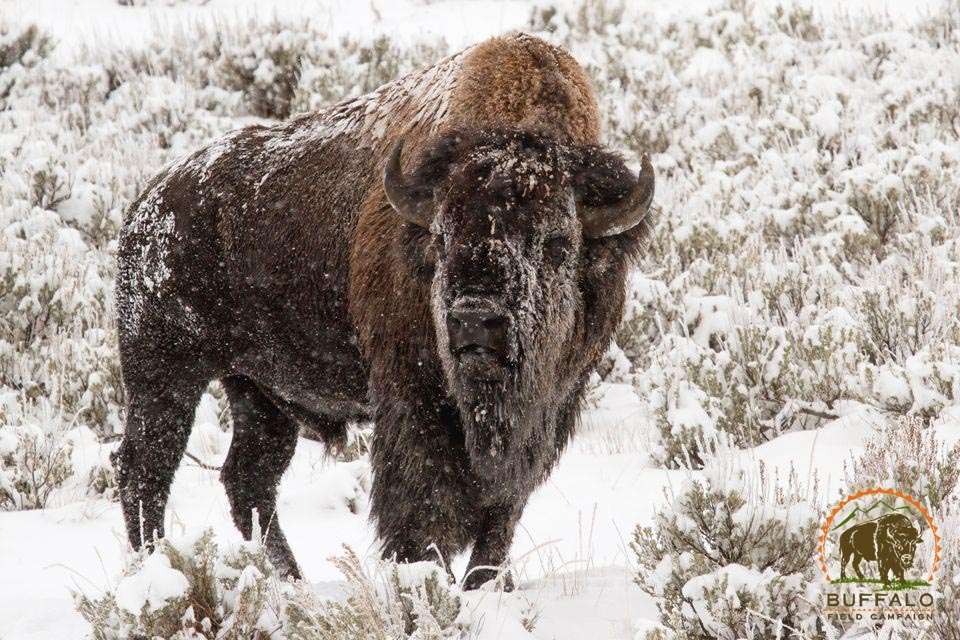 Bull snow face Buffalo Field Campaign
