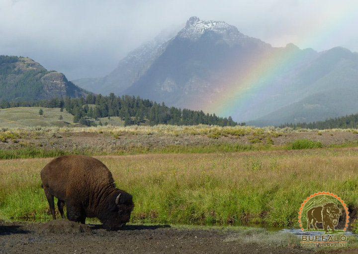 Rainbow and buffalo Buffalo Field Campaign