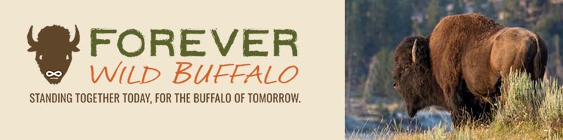 Forever Wild Buffalo
