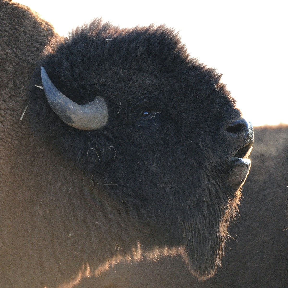 buffalo roar sandi sisti