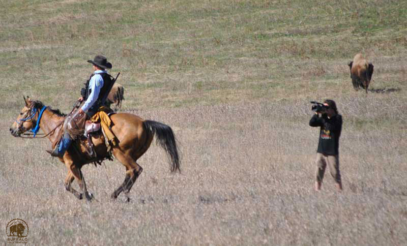 buffalo field campaign volunteer videoing montana department of livestock agent