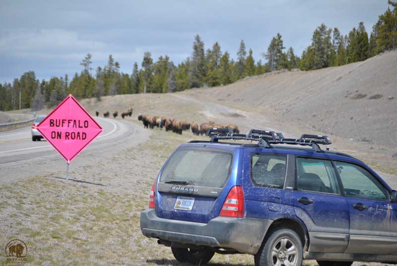 yellowstone buffalo on road
