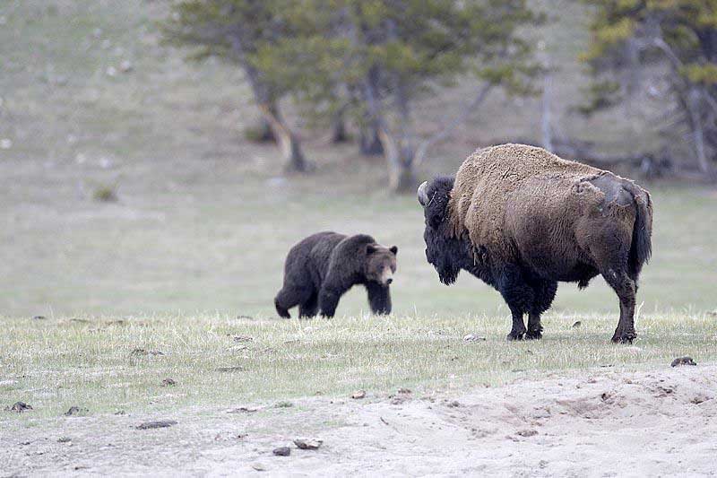grizzly stalking bison