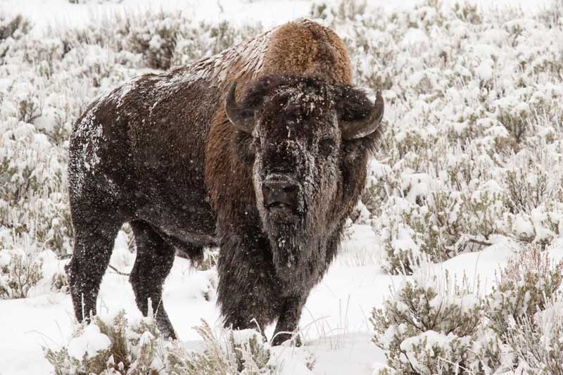 yellowstone bull bison winter