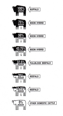 buffalo hybrid beefalo genetics chart