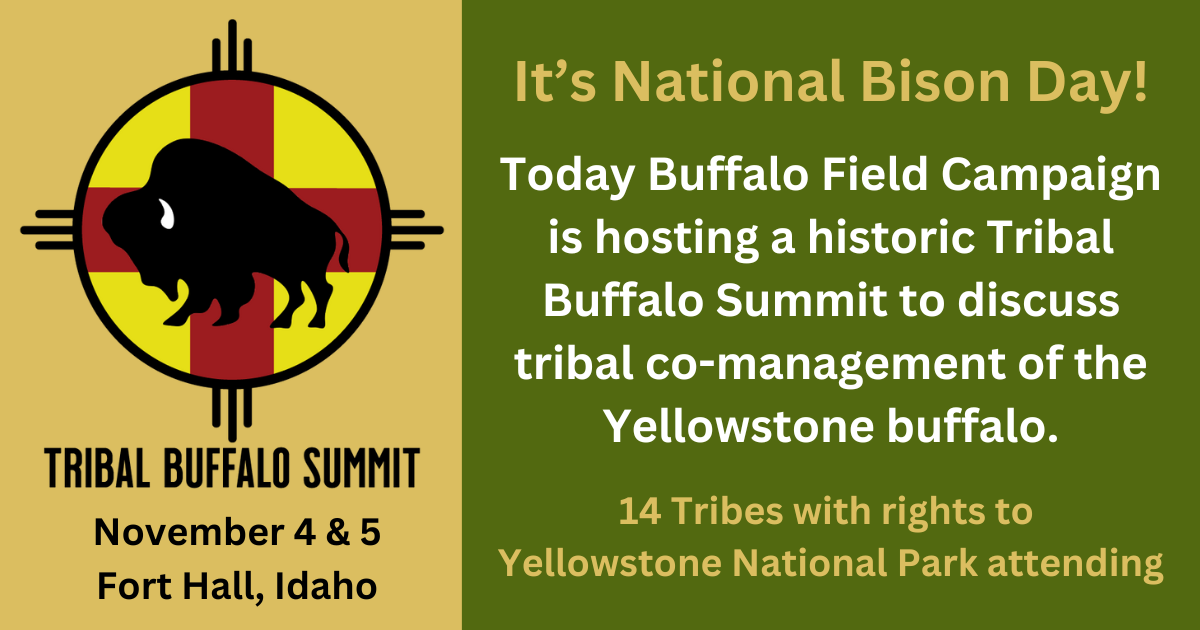 bfc tribal buffalo summit cropped