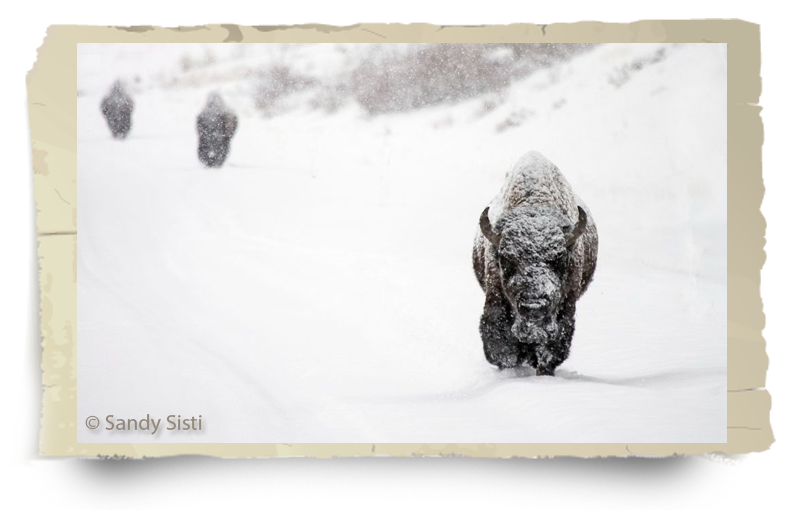 buffalo field campaign history bison in snow sandi sisti