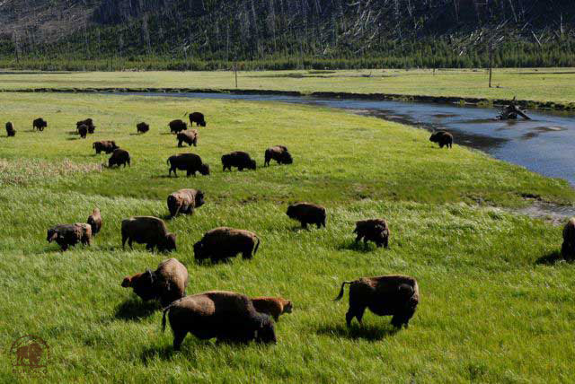 yellowstone bison herd at 7 mile meadow