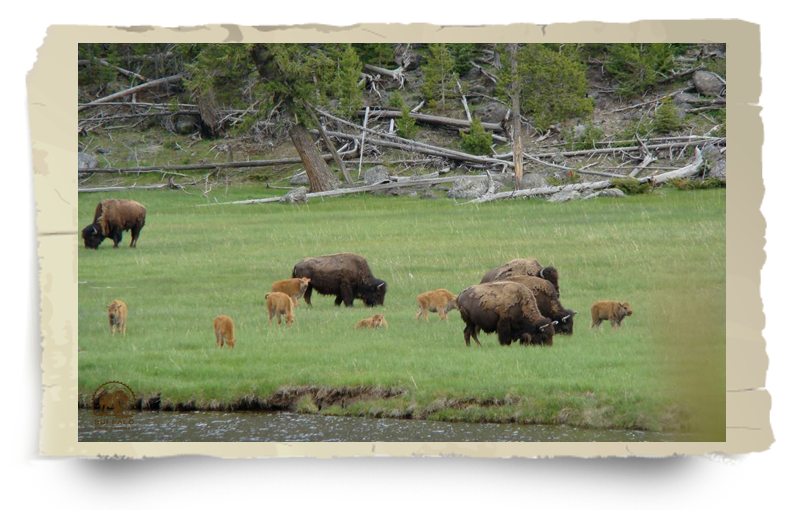 Yellowtone Buffalo and Calves grazing